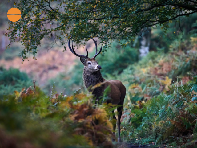 A photo of Red deer (Cervus Elpahus) encounter on woodland path at dawn with autumn colours.