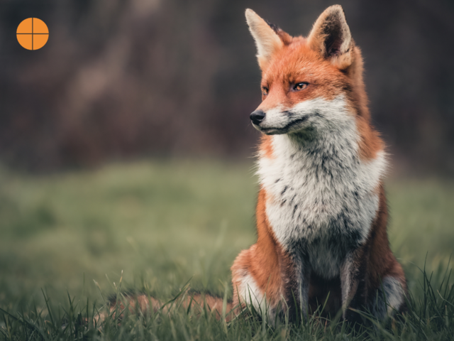 A photo of a Red Fox (Vulpes vulpes) in the wild. 